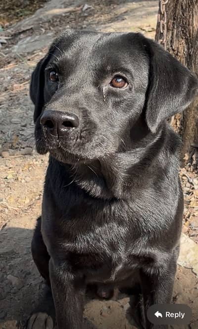 Black labrador pure breed for sale