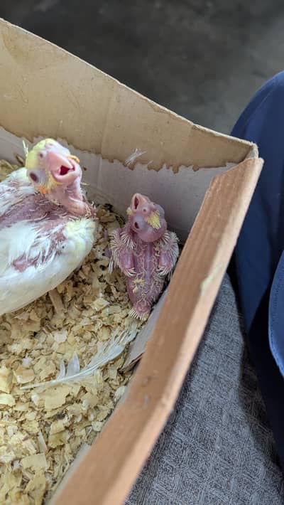 cockatiel baby chicks available for hand feeding