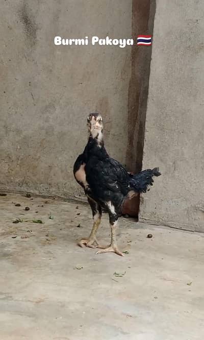 Panus Pakkoy 03193815906