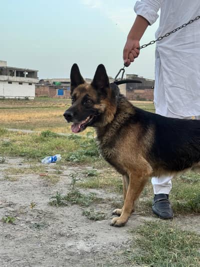 German Shepherd