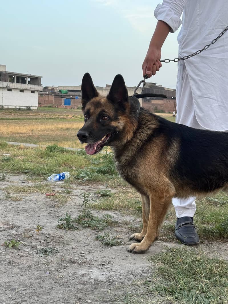 German Shepherd 1