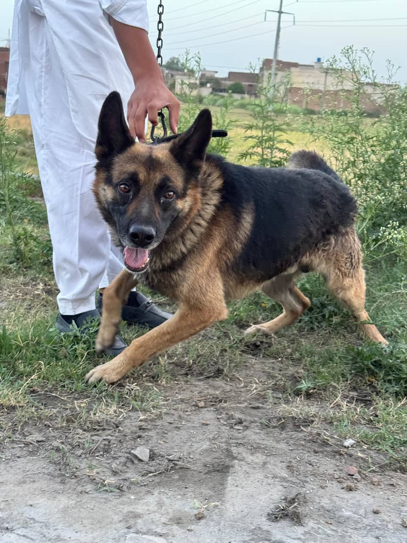 German Shepherd 2