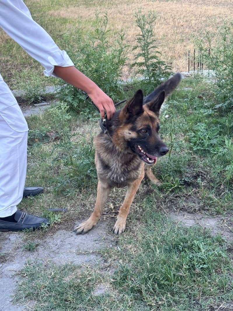 German Shepherd 3