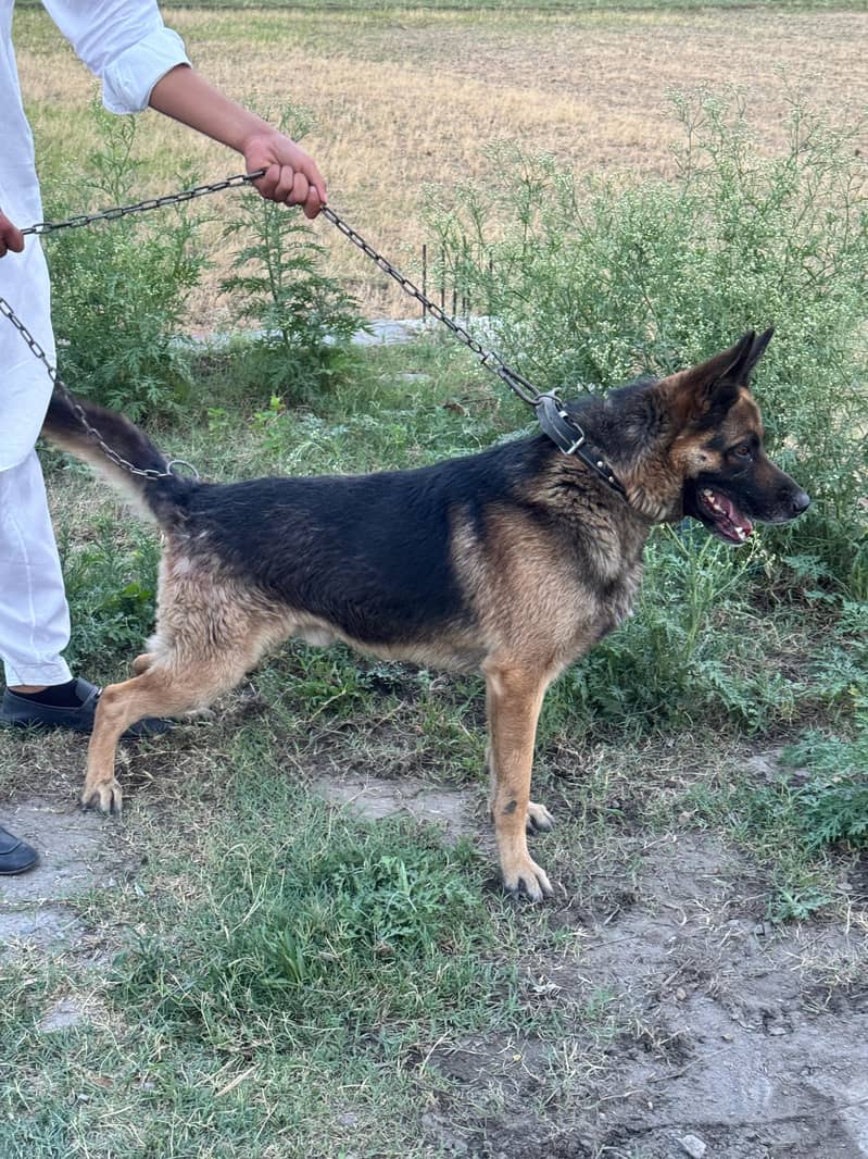 German Shepherd 4