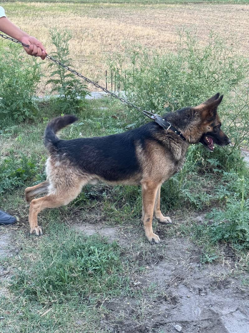 German Shepherd 5