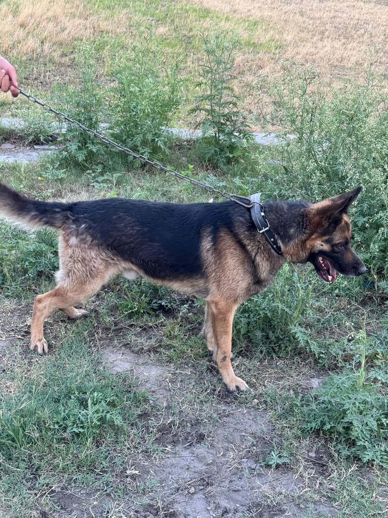 German Shepherd 6