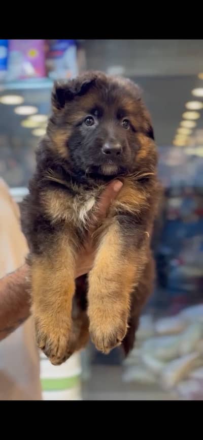 German Shepherd | Long Coat Puppy | GSD | German Dog Puppy for sale