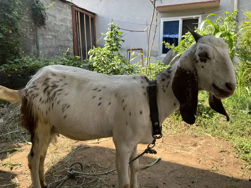 Fresh Bakri sath female bacha ha