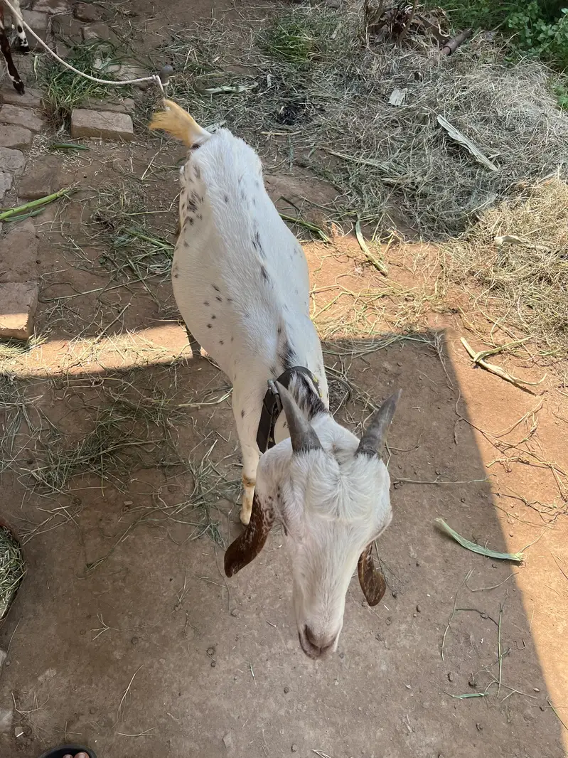 Fresh Bakri sath female bacha ha — photo 2