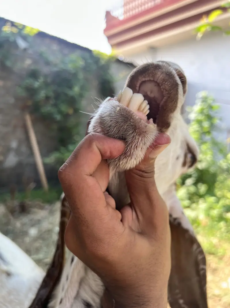 Fresh Bakri sath female bacha ha — photo 3