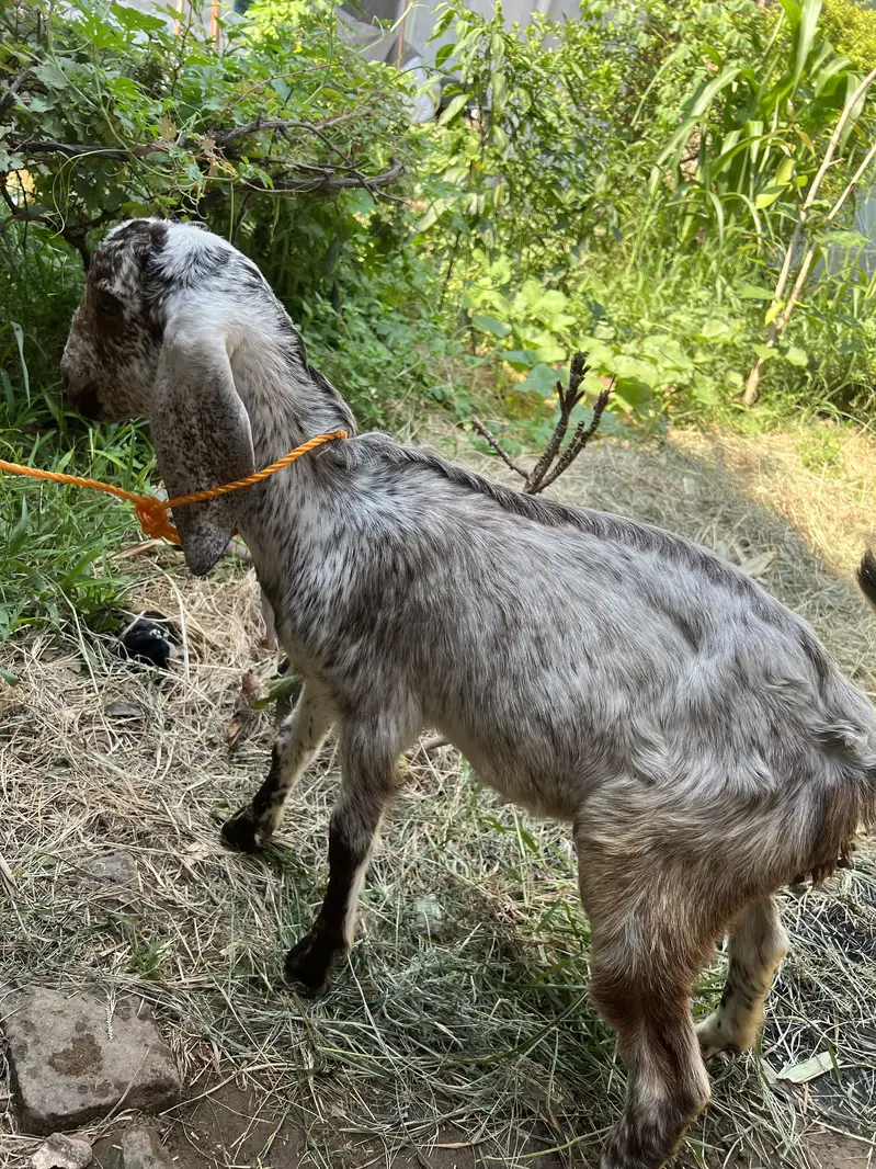 Fresh Bakri sath female bacha ha — photo 4