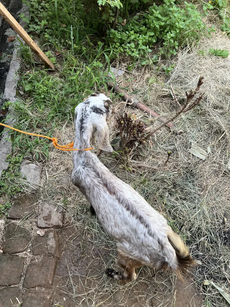 Fresh Bakri sath female bacha ha — photo 5