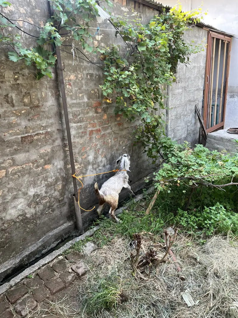 Fresh Bakri sath female bacha ha — photo 6