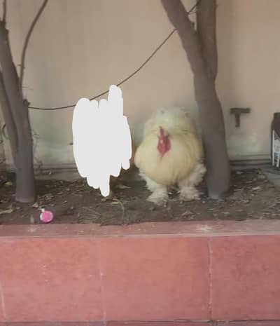 WHITE BUFF BREEDER PAIR