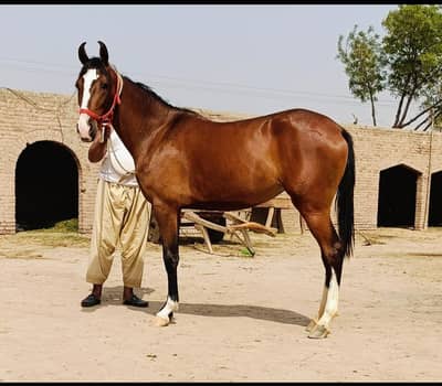 pregnant ghori pure ravi breed  hight 62