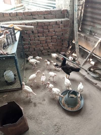 Aseel heera/heera aseel chicks,patha,pathi/fighter aseel mianwali