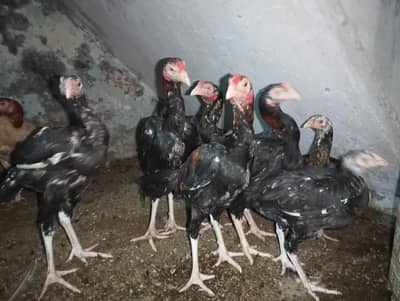 pathe for sale only Whatsapp msg 03288772900 Mianwali aseel