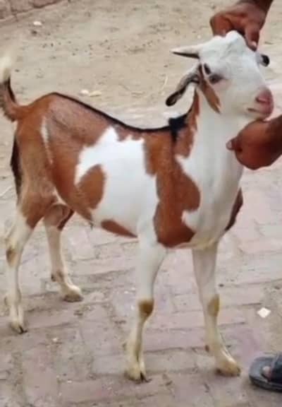 taddy bakra