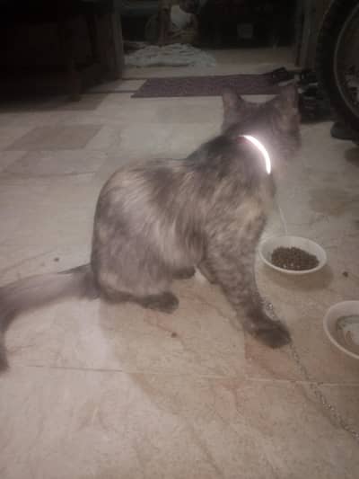 cat for sale