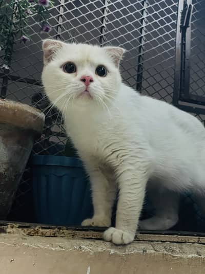 Scottish fold male
