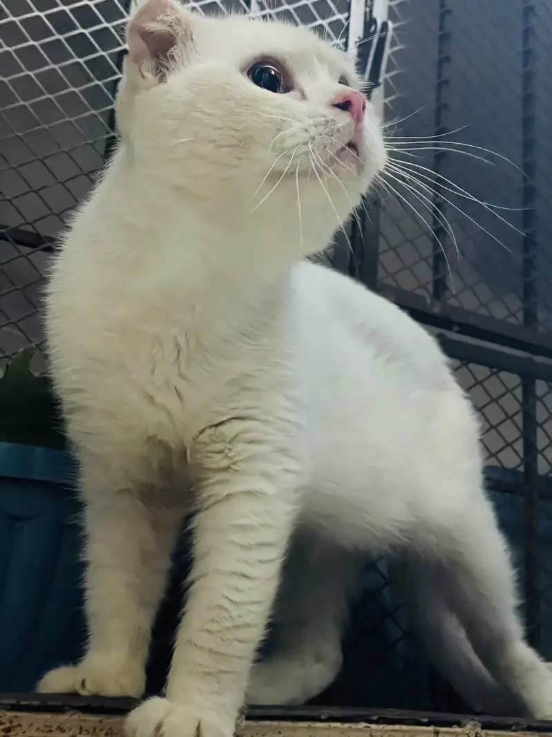 Scottish fold male — photo 2