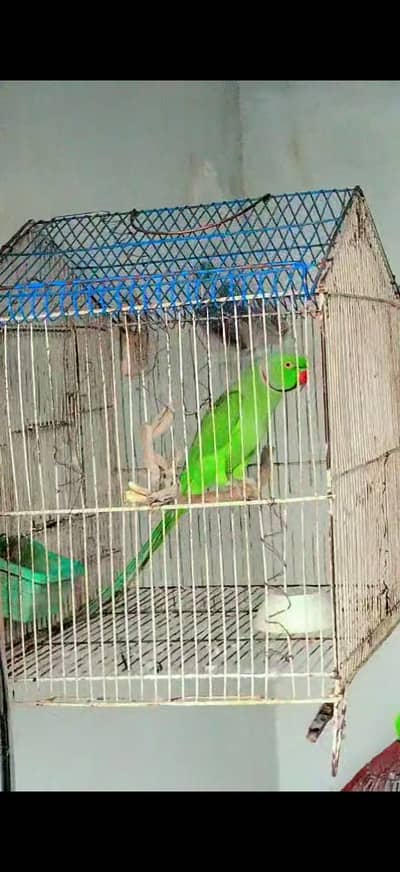 Kashmiri Femal / kashmiri Madi/ katha male / green ring neck male/tota