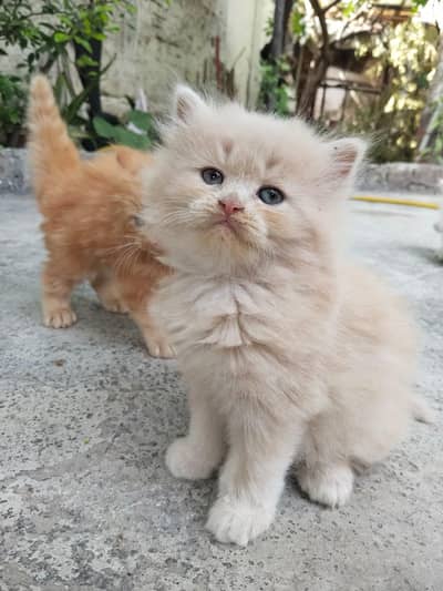 persian kitten double coat