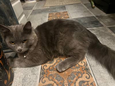 Male cats for sale