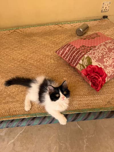 triple coated male kitten
