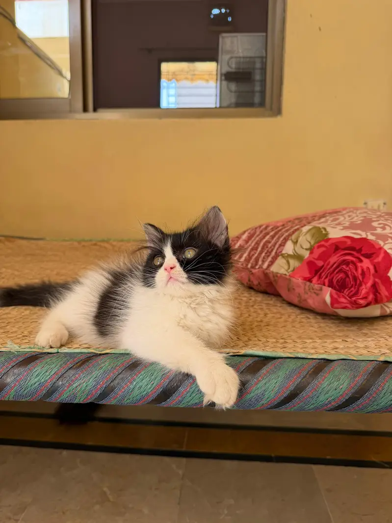 triple coated male kitten — photo 2