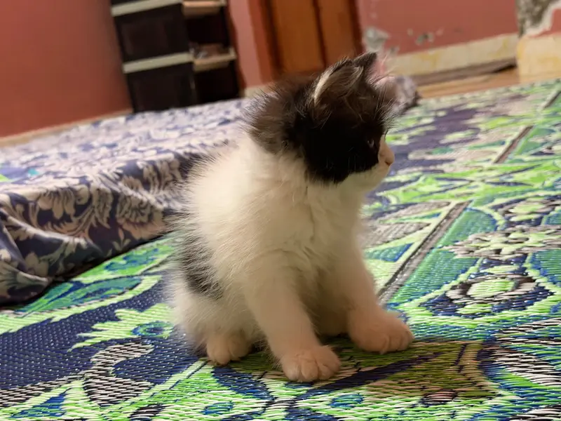 triple coated male kitten — photo 3