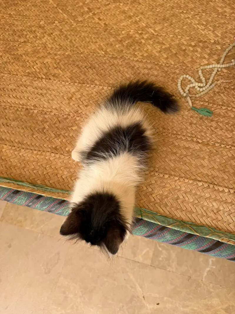 triple coated male kitten — photo 4
