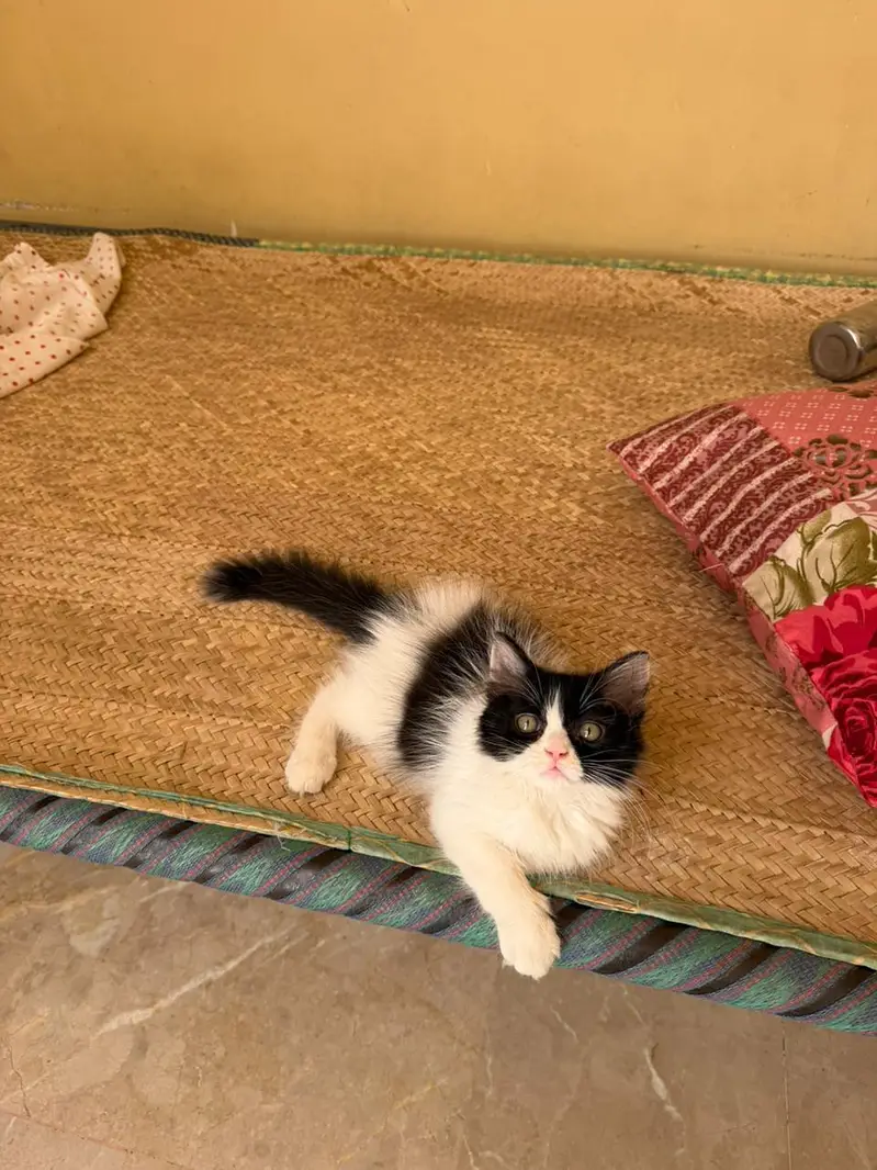 triple coated male kitten — photo 5