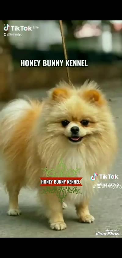 pomeranian male for stud service