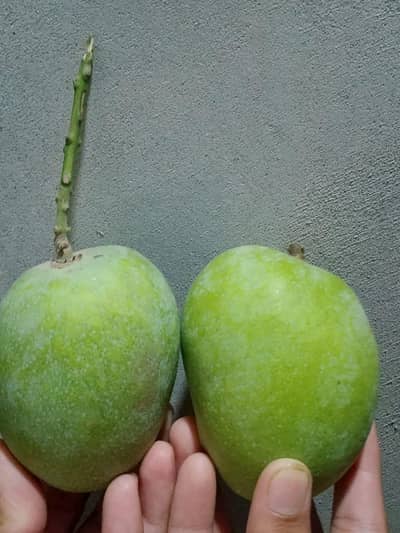 Multani Mango 