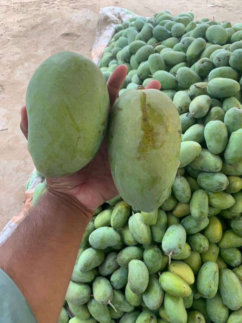 Multani Mango  3
