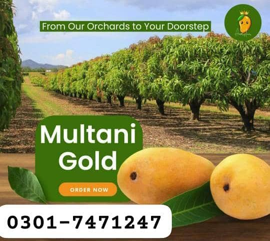 Multani Mango  5