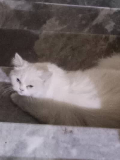Persian cat