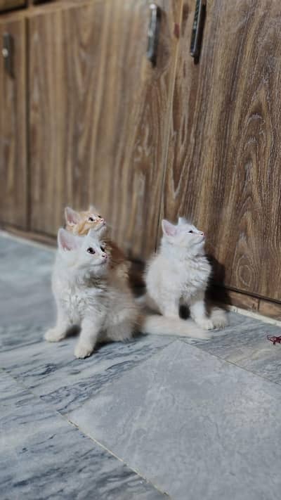 Persian kittens