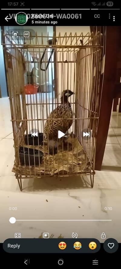 kala tetar siraf lena wala rabta kry