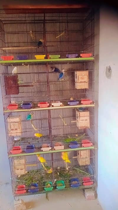 birds g cage