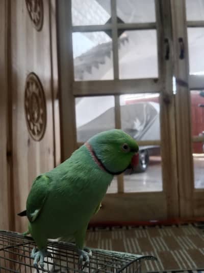 handtame ring neck male parrot