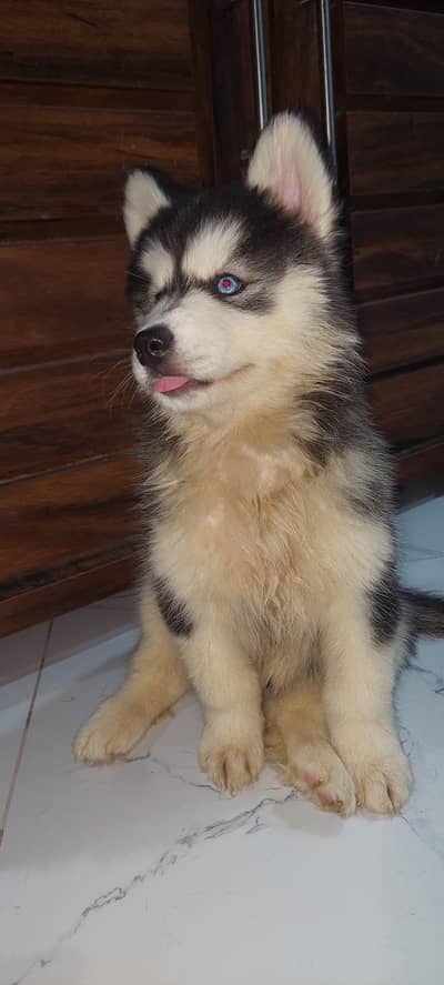 Siberian husky puppies for sale