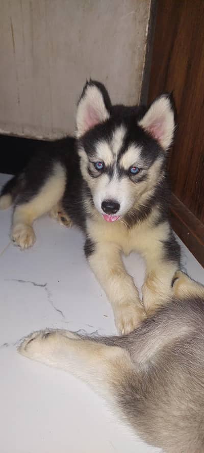 Siberian husky puppies for sale