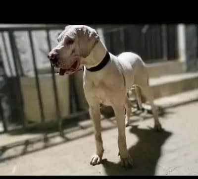 white Great Dane female for new home