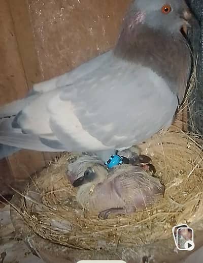Breeder pair urgent sale