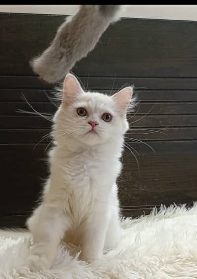 persian kitten /cute kitten | triple coated/ punch face_cute cat