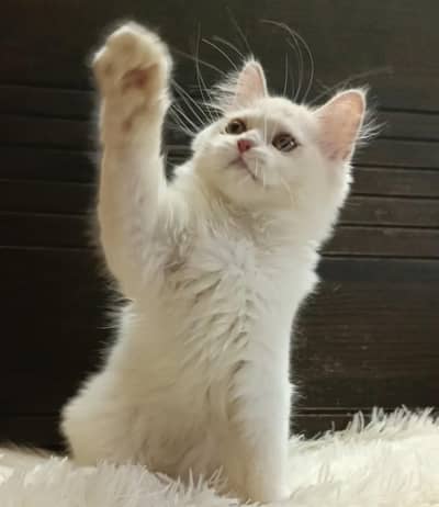 persian kitten /cute kitten | triple coated/ punch face_cute cat