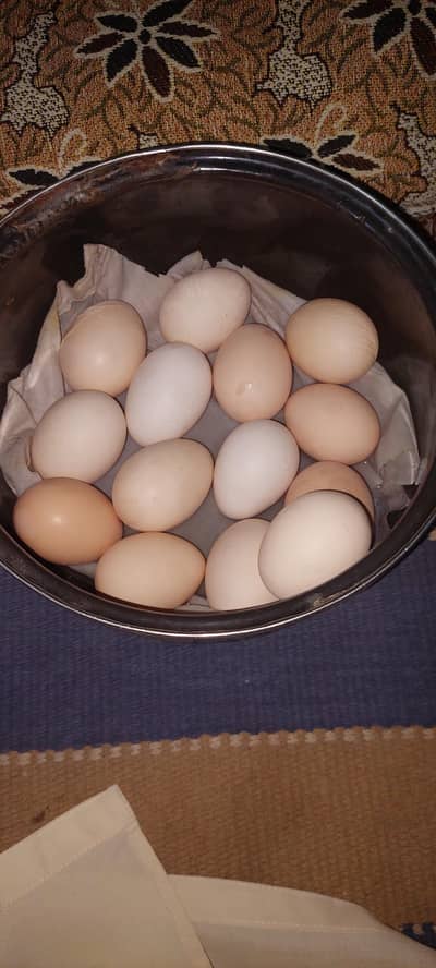 Desi Eggs