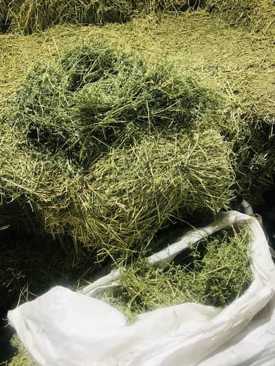 Alfa Alpha Hay | Khushak Loosan | Top Quality A+ | Rabbits and Goats
